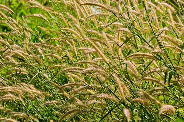 Zöld vagy arany gyomok, Thaiföld — Stock Fotó