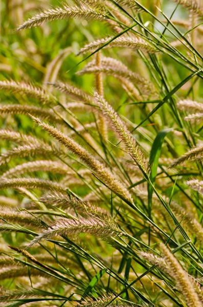 Erbacce verdi o oro in Thailandia — Foto Stock