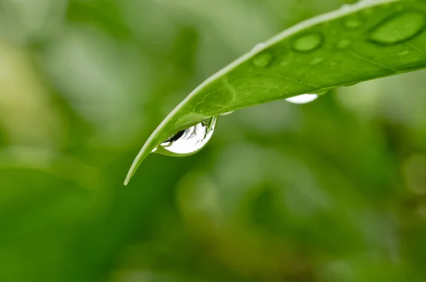 Закрыть свежий зеленый лист и каплю воды в природе — стоковое фото