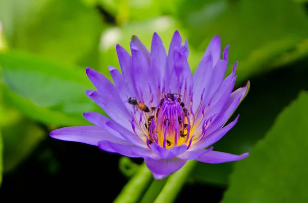 Fiore di loto, Focus selettivo — Foto Stock