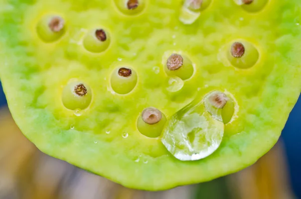 Vaina de semilla de loto sobre fondo de hoja de loto borrosa — Foto de Stock