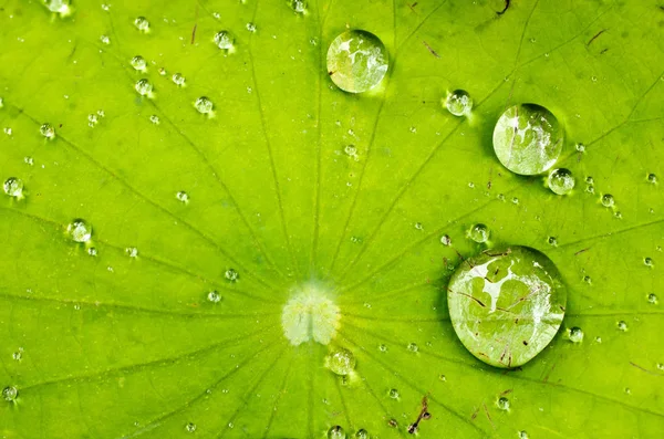 Agua en una hoja de loto — Foto de Stock