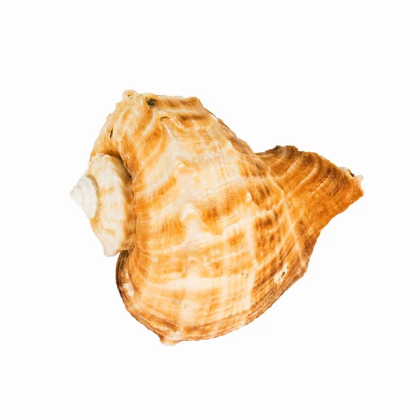 白い背景の上の貝 — ストック写真