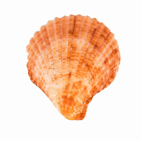 Shellfish on White Background — Stock Photo, Image