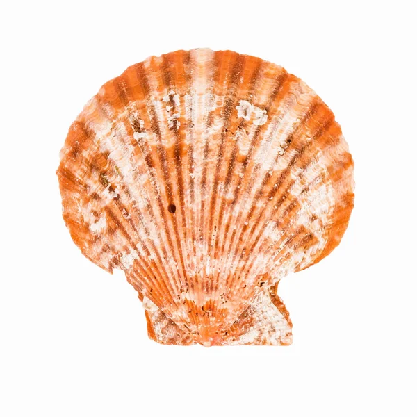 Shellfish on White Background — Stock Photo, Image