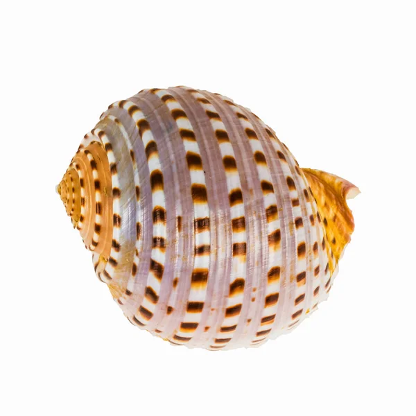 Shellfish on White Background — Stock Photo, Image