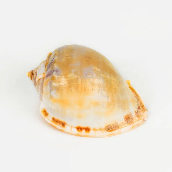 Shellfish on White Background — Stock Photo, Image