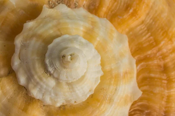 Sea shell eller shell fisk närbild — Stockfoto