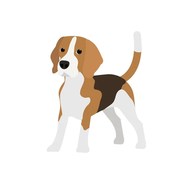 Beagle Chien sur le fond — Image vectorielle