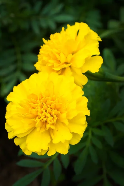 Ringblomma blommor på ängen — Stockfoto