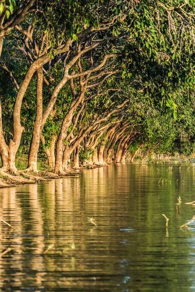 Landschappen van bomen langs het water — Stockfoto