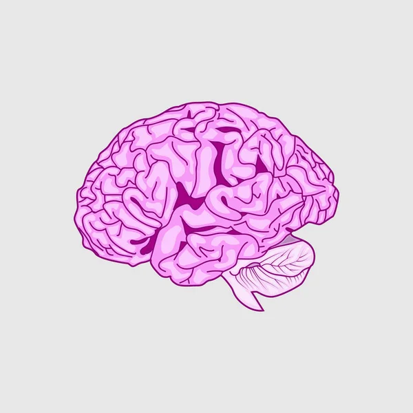 Detailed Human Brain ,vector — Stock Vector