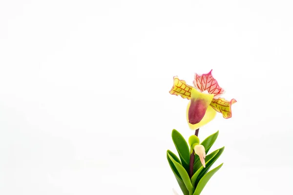 ORCHID Flor planta em vaso Dollhouse Miniaturas Jardim — Fotografia de Stock