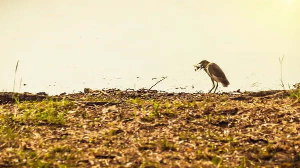 Vogel fetching vis, vogel eten vis — Stockfoto