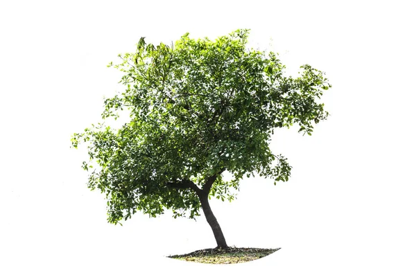 The tree on white background — Stock Photo, Image