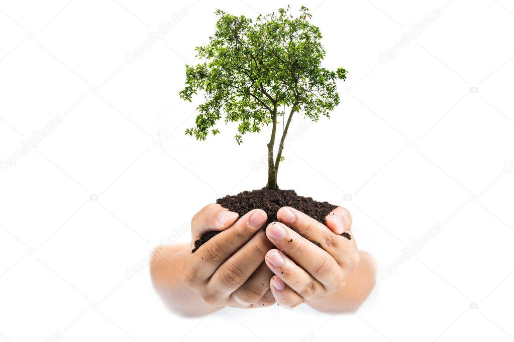 soil in hands , Hands dirty with clay with tree on white background