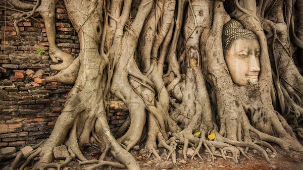 Buddha-fej, fa Wat Maha hogy (Ayutthaya). Buddha szobor csapdába Bodhi fa gyökerei. Ayutthaya történelmi park — Stock Fotó