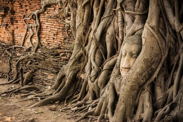 Hlava Buddhy strom Wat Maha že (Ayutthaya). socha Buddhy v pasti v smokvoň kořeny. Ayutthaya historický park — Stock fotografie