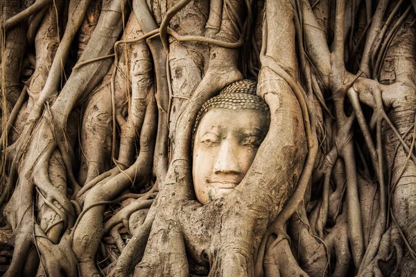 Árbol de cabeza de buda Wat Maha That (Ayutthaya). estatua de buddha atrapada en las raíces del árbol de Bodhi. Parque histórico de Ayutthaya —  Fotos de Stock