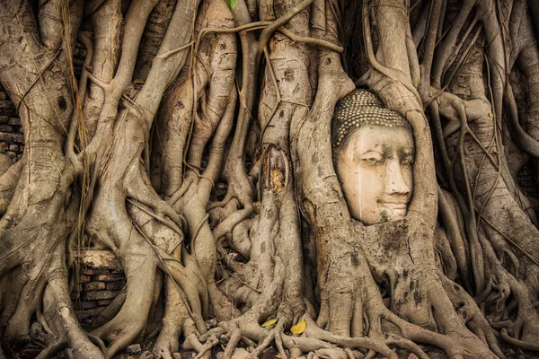 Buddha Head Tree Wat Maha That (Ayutthaya) (em inglês). Estátua de buddha presa nas raízes de Bodhi Tree. Parque histórico de Ayutthaya — Fotografia de Stock