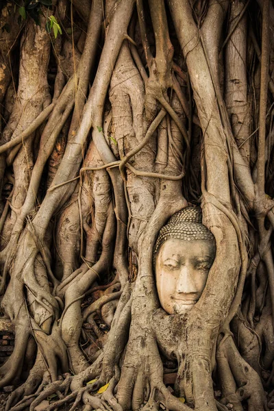 Buddha Head Tree Wat Maha That (Ayutthaya) (em inglês). Estátua de buddha presa nas raízes de Bodhi Tree. Parque histórico de Ayutthaya — Fotografia de Stock