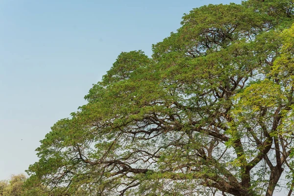 Большое дерево с голубым небом — стоковое фото
