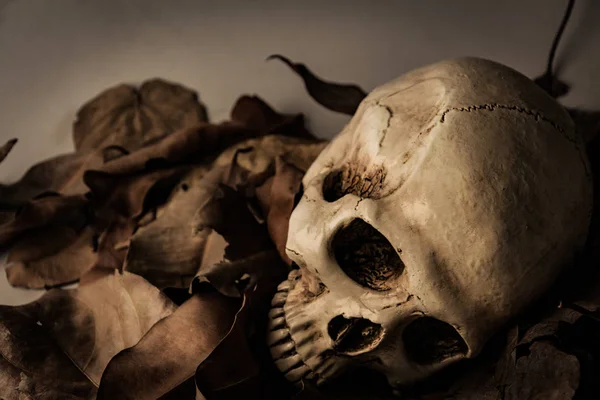 Skull with Dry leaf , still life — Stock Photo, Image