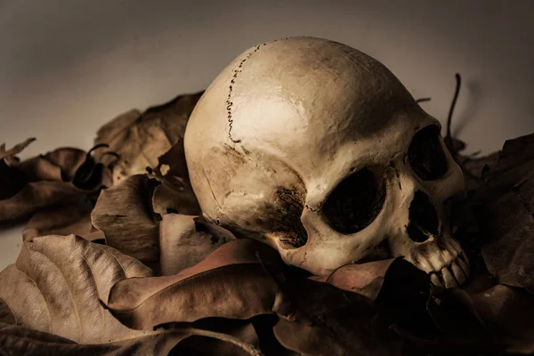 Skull with Dry leaf , still life — Stock Photo, Image