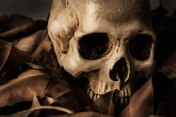 Skull with Dry leaf , still life