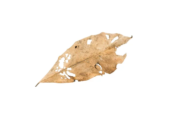 Dry leaf on white background — Stock Photo, Image