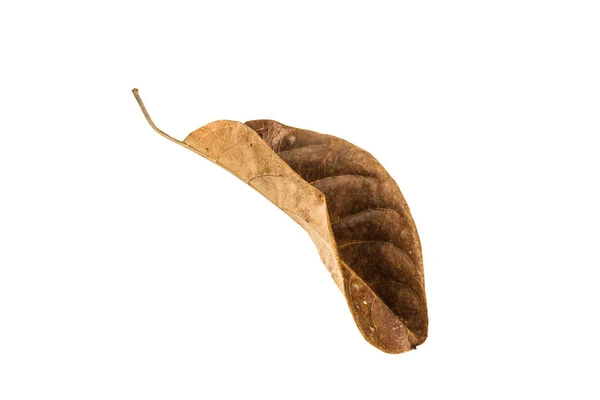 Dry leaf on white background — Stock Photo, Image