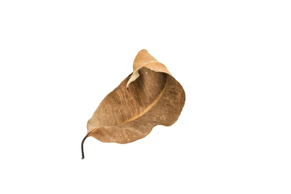 Сухой лист на белом фоне — стоковое фото