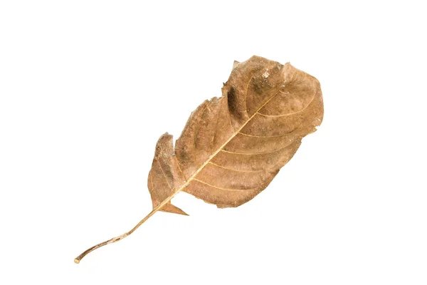 Frunze uscate pe fundal alb — Fotografie, imagine de stoc