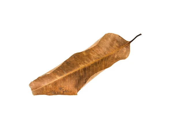 Dry leaf on white background — Stock Photo, Image