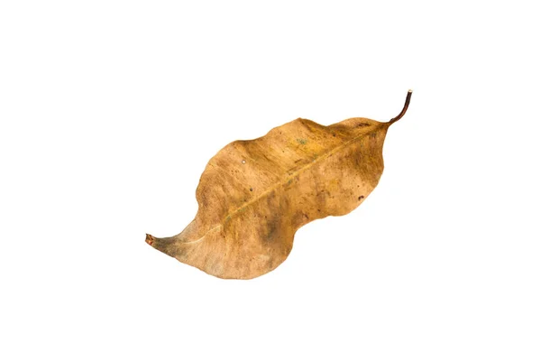 Сухой лист на белом фоне — стоковое фото