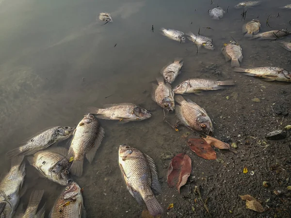 Dead fish on the river. dark water water pollution — Stock Photo, Image