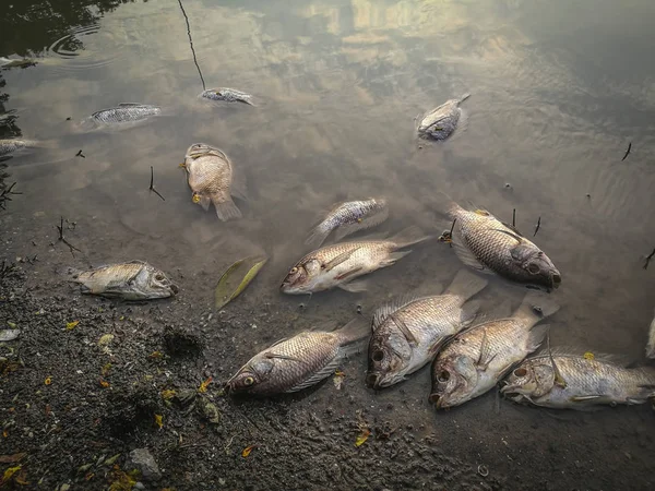 Peces muertos en el río. contaminación del agua oscura —  Fotos de Stock