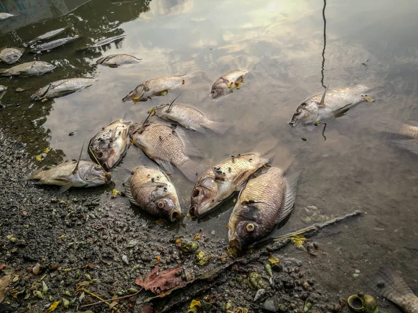Ölü balık Nehri üzerinde. karanlık su su kirliliği — Stok fotoğraf