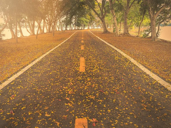 Az út a park tele van sárga virágok. — Stock Fotó