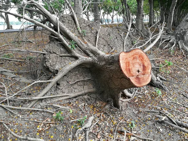 Vieux tronc d'arbre arbre arbre coupé ou arbre cassé — Photo