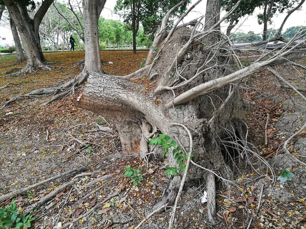 Vieux tronc d'arbre arbre arbre coupé ou arbre cassé — Photo