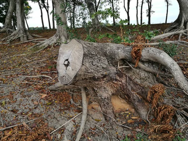 Vieux tronc d'arbre arbre arbre coupé ou arbre cassé — Photo