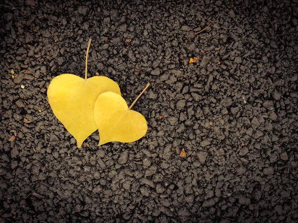 Heart shaped leaves on the floor — Stock Photo, Image