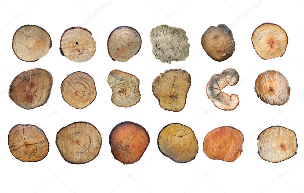 Wooden stump isolated on the white background. Round cut down tree with annual rings as a wood texture