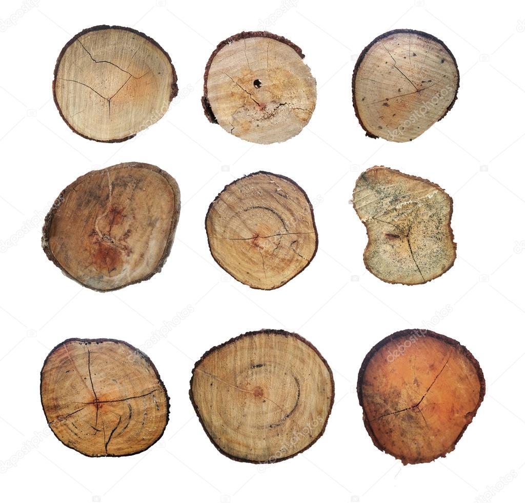 Wooden stump isolated on the white background. Round cut down tree with annual rings as a wood texture