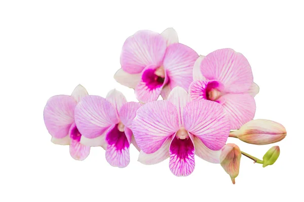 Beyaz arkaplanda güzel bir orkide çiçeği — Stok fotoğraf