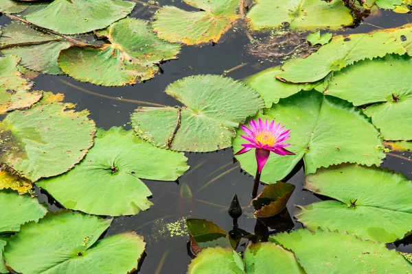 Loto nel lago di loto — Foto Stock