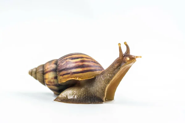 Snails on white background — Stock Photo, Image