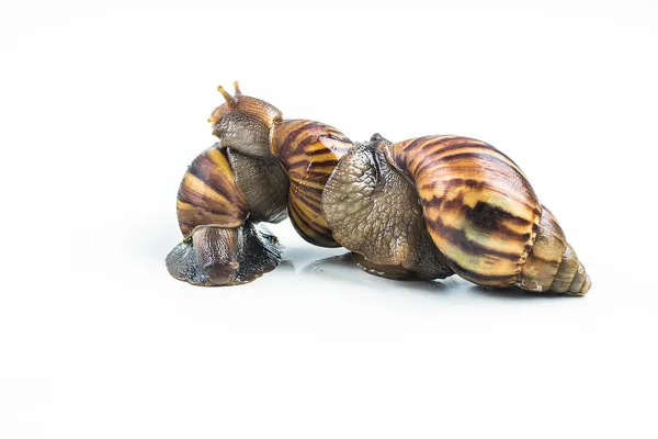 Snails on white background  ,Can convey the love of young people — Stock Photo, Image