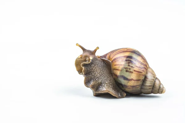 白色背景的蜗牛 — 图库照片